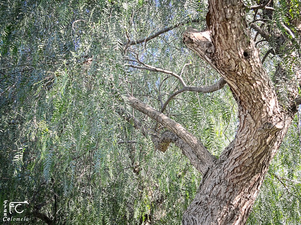 Naturalistica