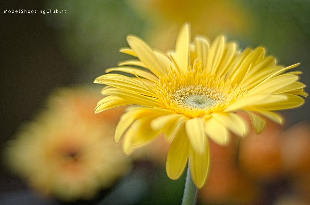 Naturalistica