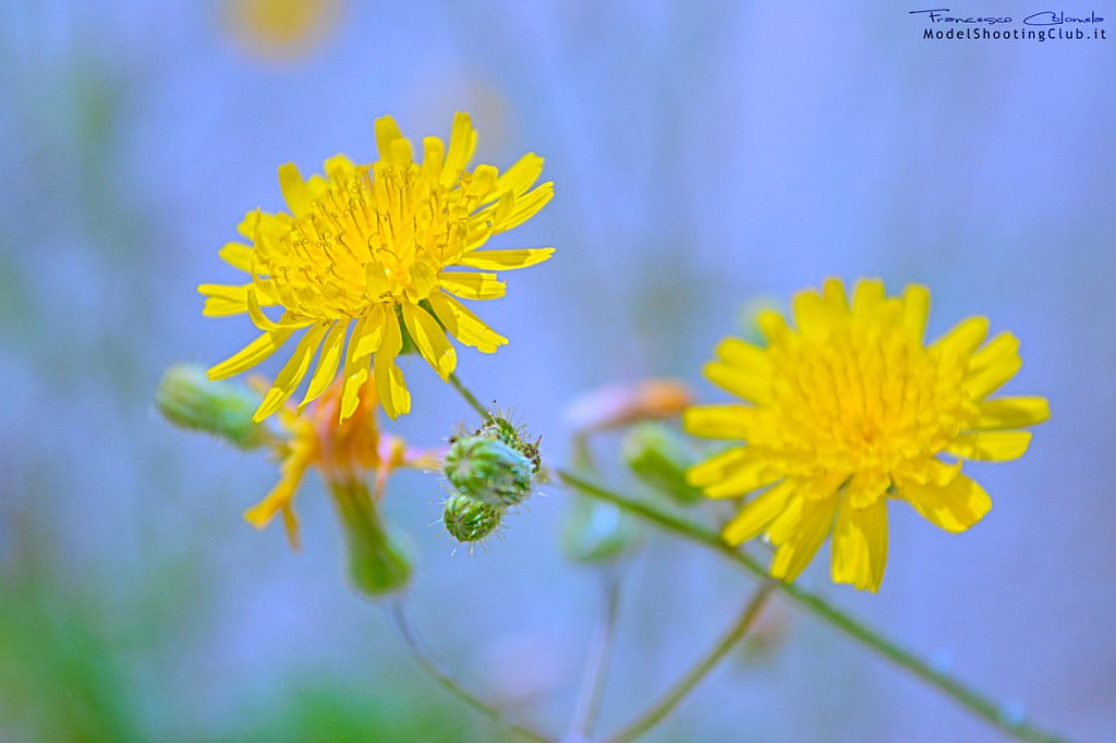 Naturalistica